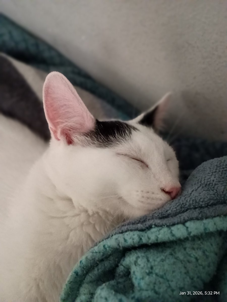 barr73647's tweet photo. Sleepy head 🥰💙 https://t.co/3F5G43Aep2