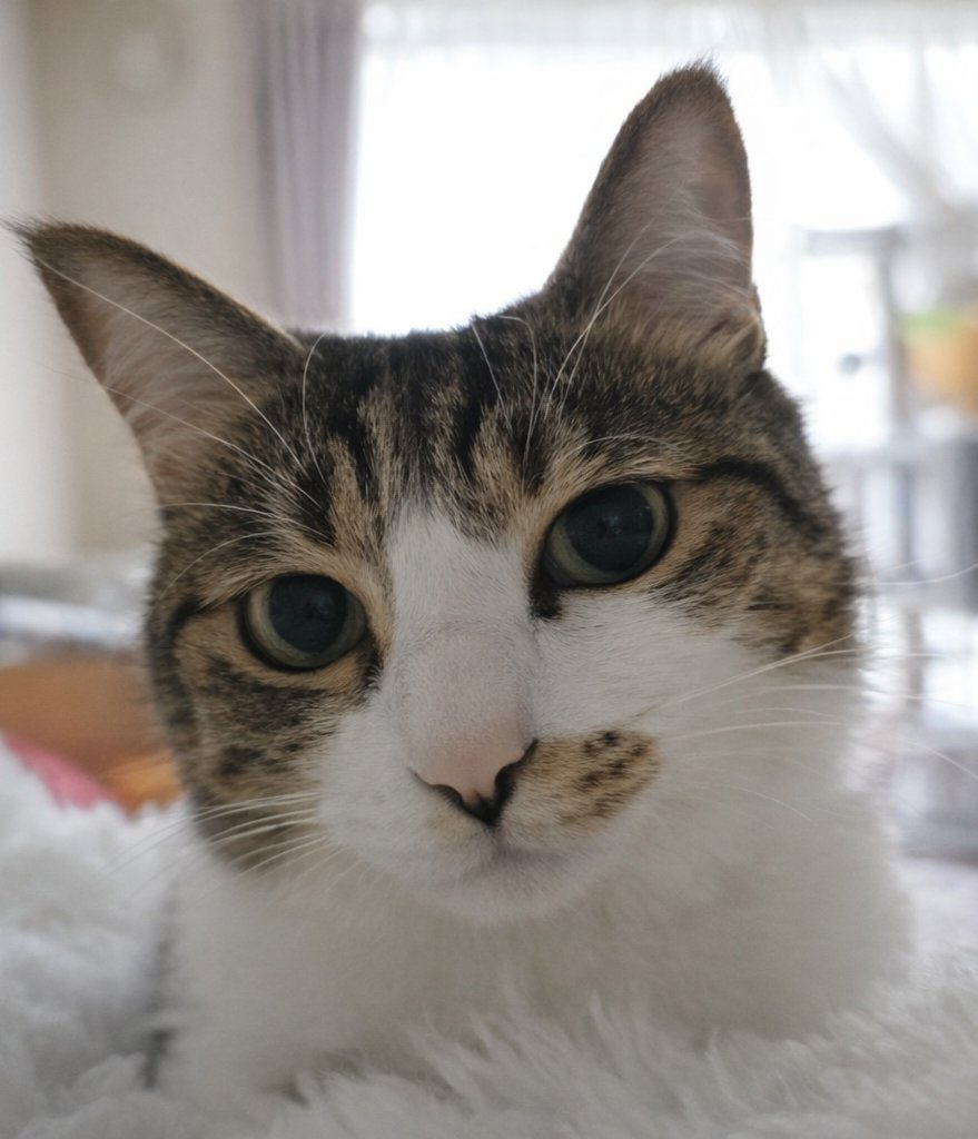 まりもちゃん！と🧌 (@marimo2021915) / Posts / X