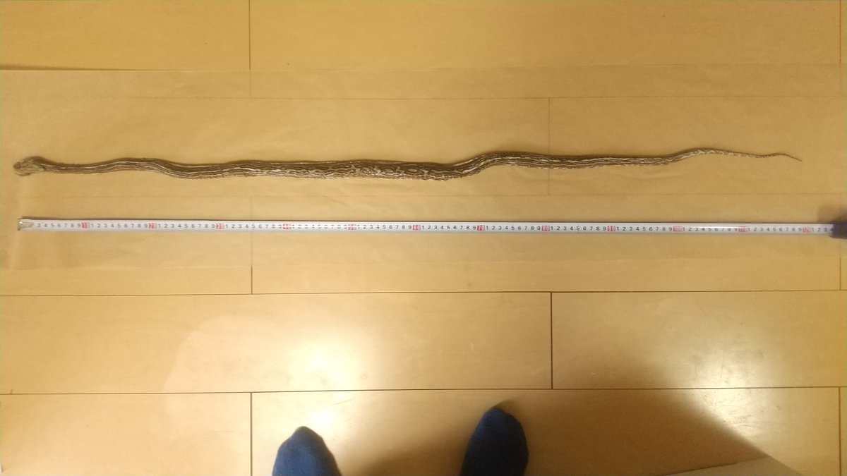 テセ松 tweet media