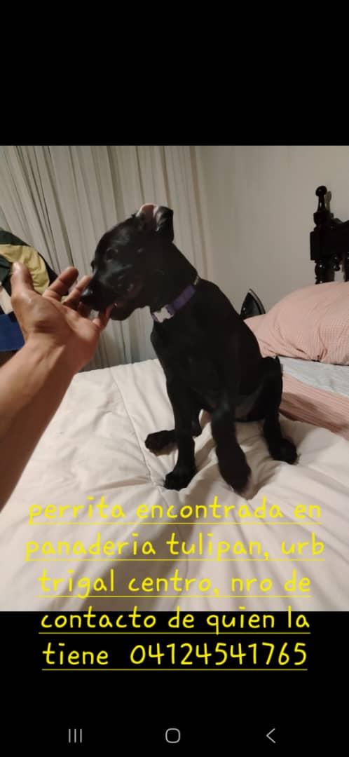 AYUDA 🙏🙏🙏🙏
Perrita encontrada en #TrigalCentro #Carabobo
