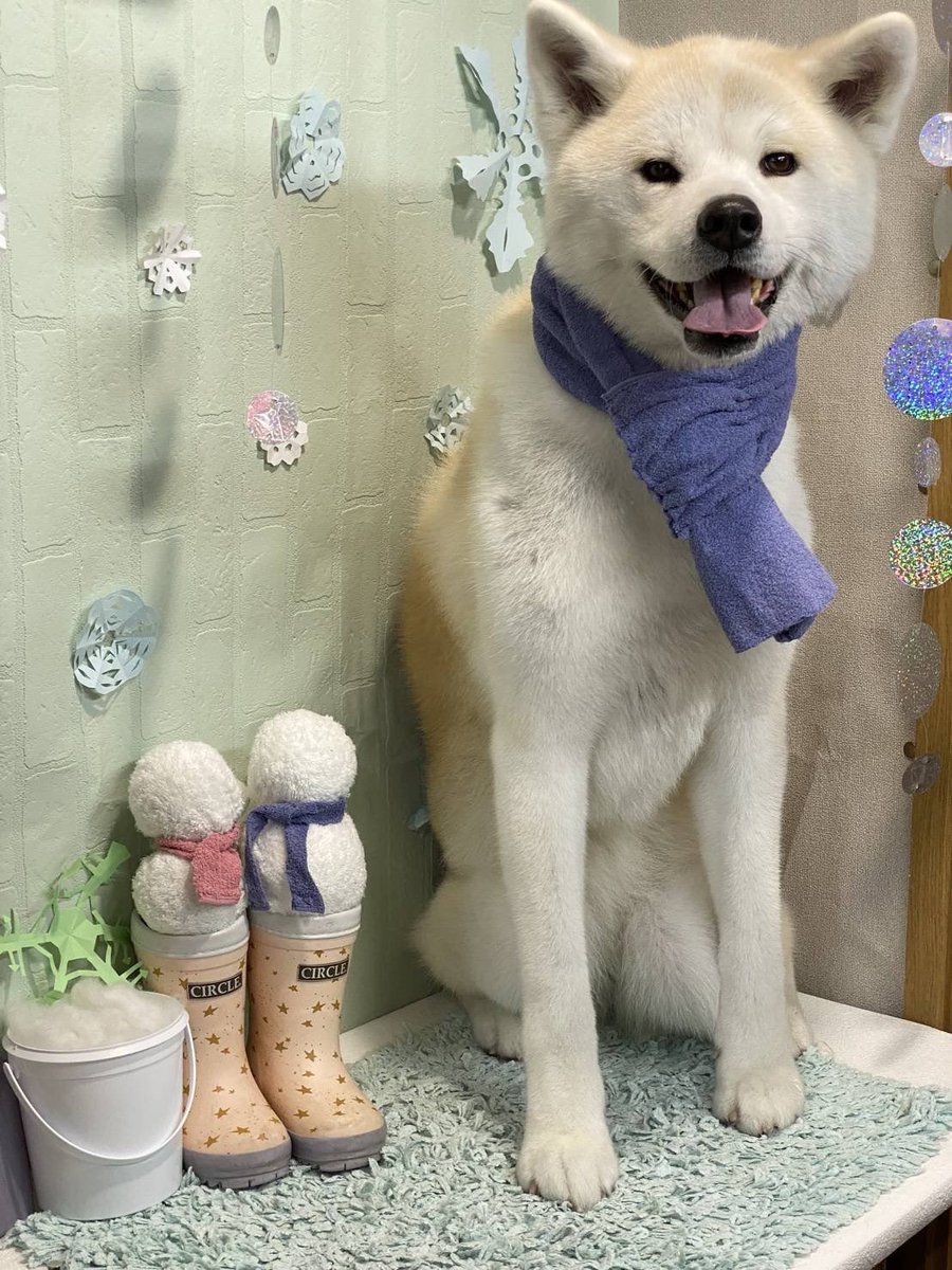 2月も宜しくお願い致します☃️🐕