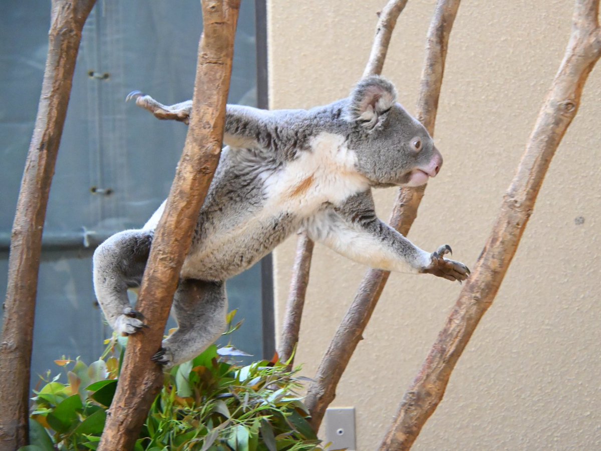 イツキの開きジャンプ🐨!!! ﾊﾟｧ #イツキ #王子動物園 #コアラ