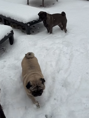 We got some snow in Fountain Inn SC! Our pugs were not entirely sure of it. Here's Porkchop and Beans!