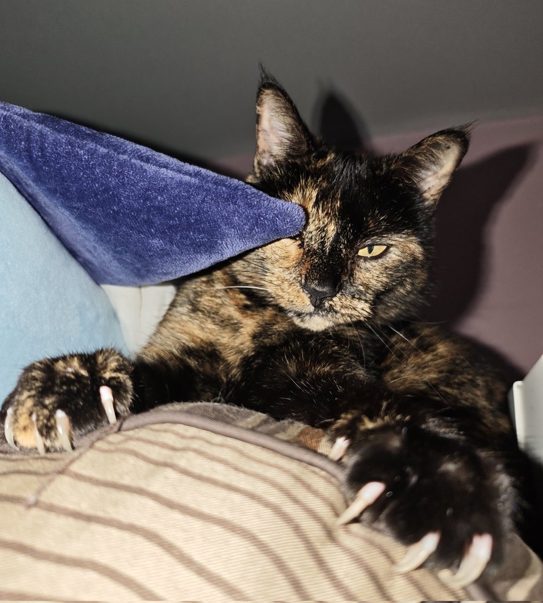 😼
(Regardez-moi ces patounes là !)
#Perona