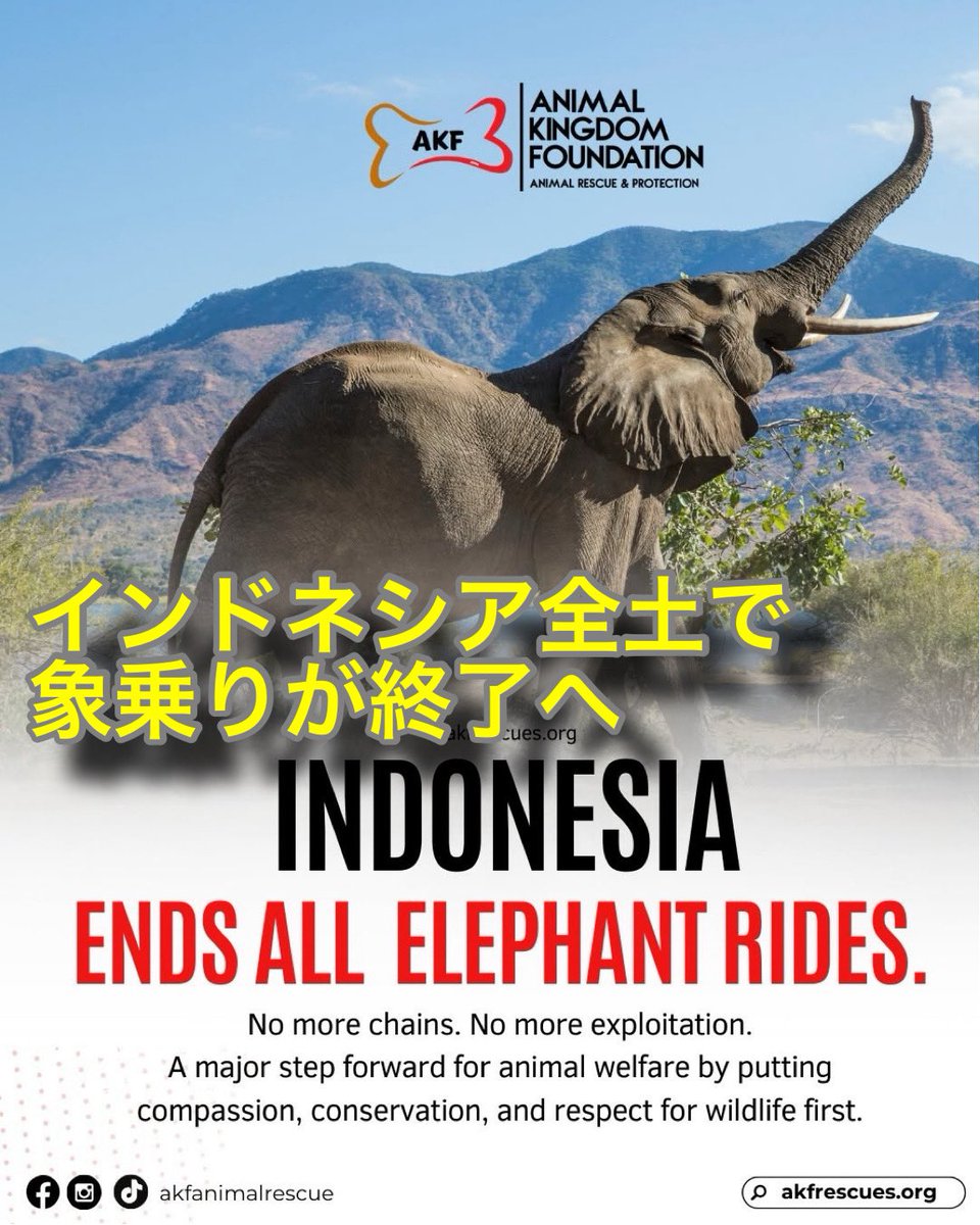インドネシア、象乗りを全面終了へ👏
動物福祉にとって画期的な動き
娯楽よりも象の尊厳、自然な行動を優先する倫理的な観光への力強い転換を示しました。
野生動物は商品ではありません。
真の"保全"とは、動物を搾取から守り、危害を受けずに暮らせるようにすることです