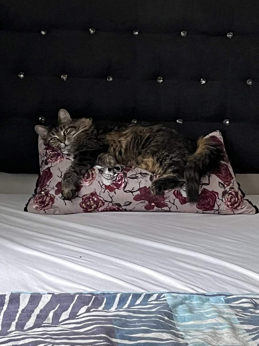 acallen444's tweet photo. @TheRealThelmaJ1 Just got this pillow for Christmas 
from a friend and Katie loves it💜 https://t.co/cg0c3TJujF