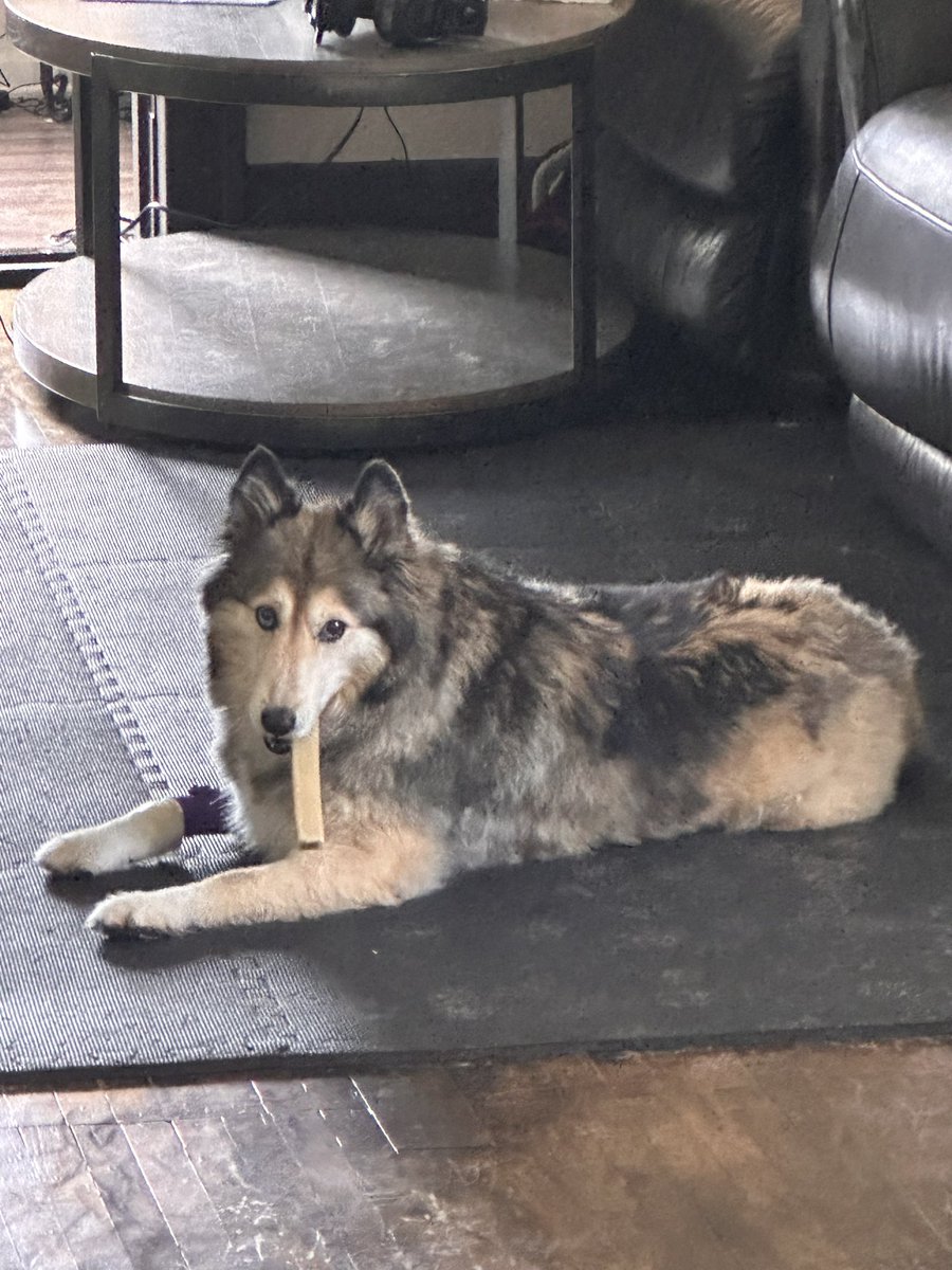 AndrewH9393's tweet photo. @Fortnite Any chance you would make a companion that looks like my dog Foxy? She died of cancer this year. My wife and I always look to see if we can find a look a like. https://t.co/F2hui7oZjz