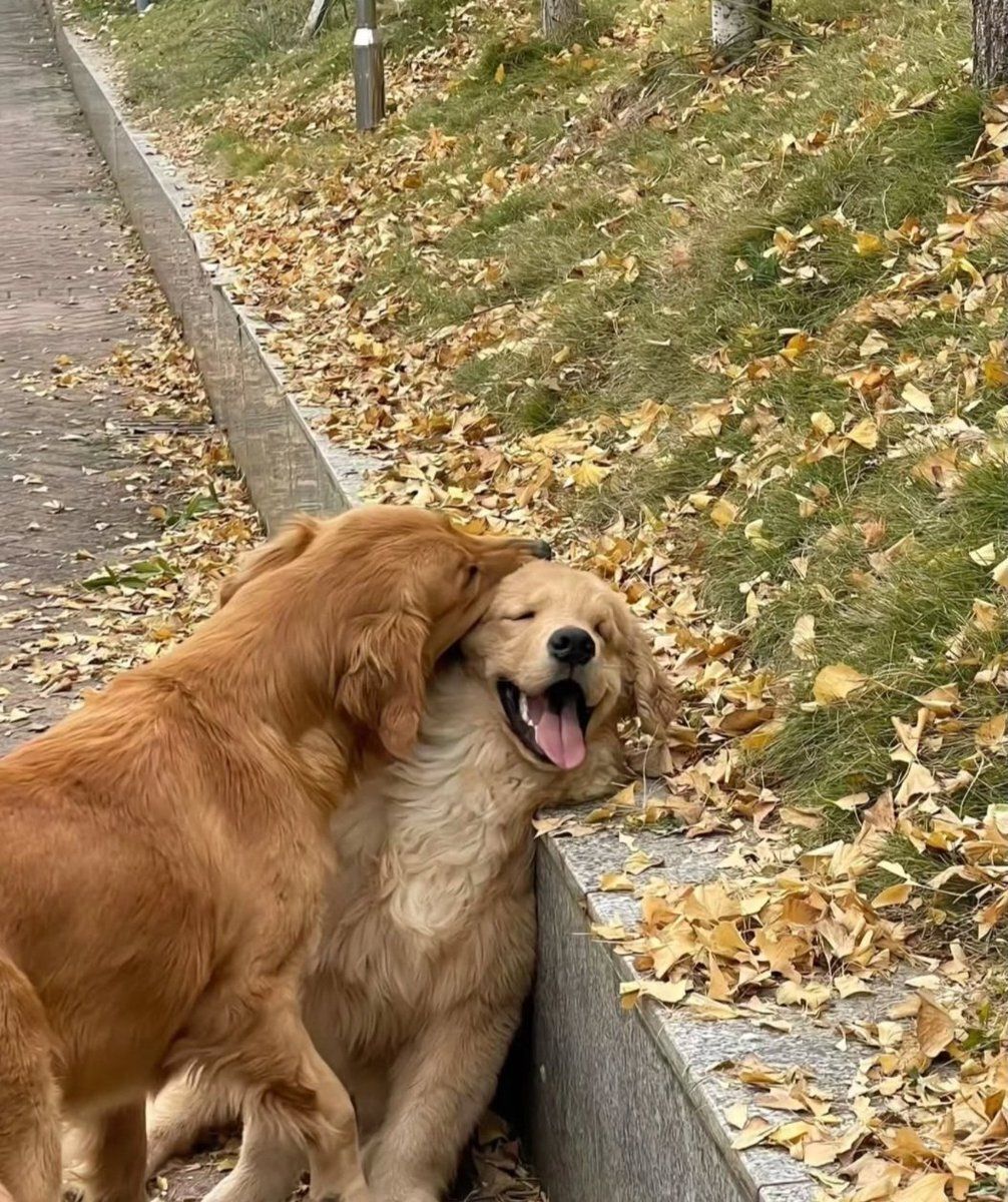 everythingdogss's tweet image. 