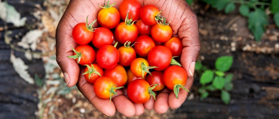 World Bank Group AgriFood tweet media