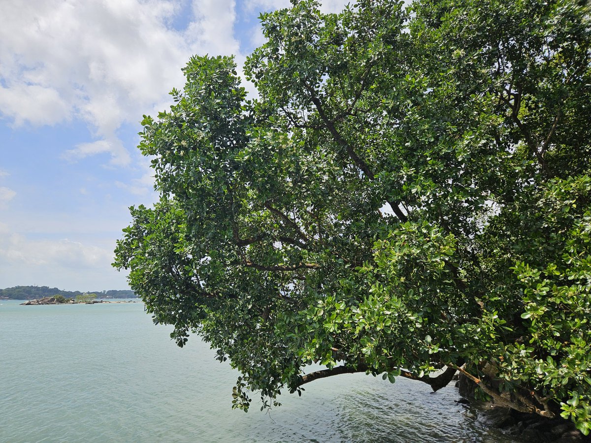 Riding a bum boat, I visited Pulau Ubin yesterday. Walked for several hours till my legs ached!!! The journey taught me to be strong &amp; brave. February, please be good to me as I'm highly favoured, deeply loved, completely blessed &amp; always protected 💖 #February #selfcare