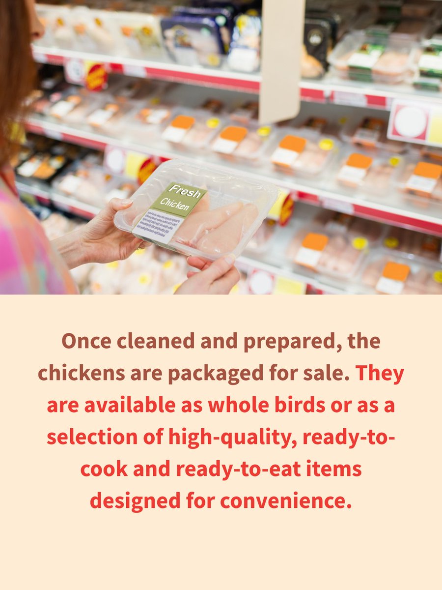 If you have questions about what happens when broiler chickens reach the processing plant, this post is for you. We break down the step-by-step process here 👉 chicken.ca/from-farm-to-t…

#chicken #farming #BC