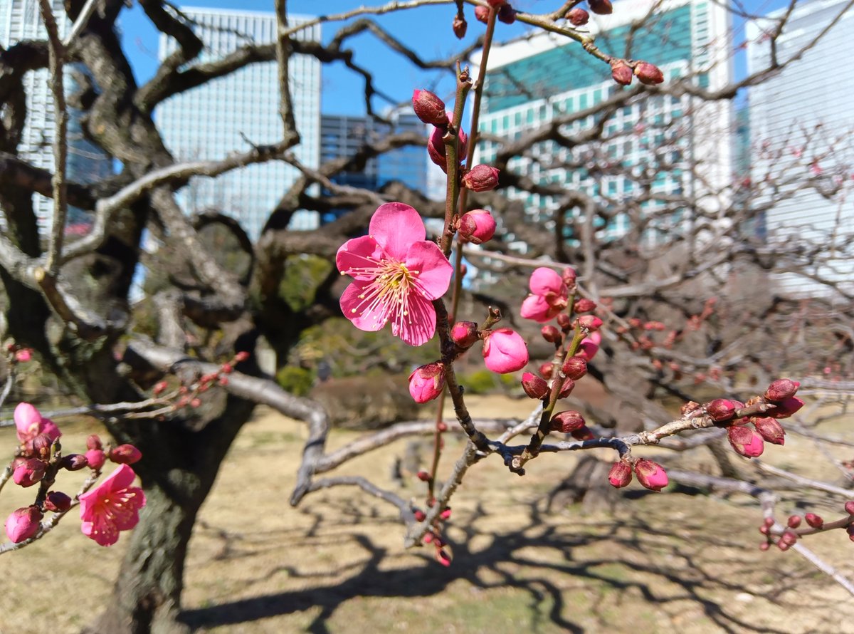 浜離宮で梅さんぽ】 白梅か紅梅かは、実は枝の内部の色で判断します