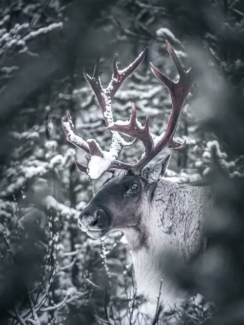 SuperRare Bot 💎 tweet media