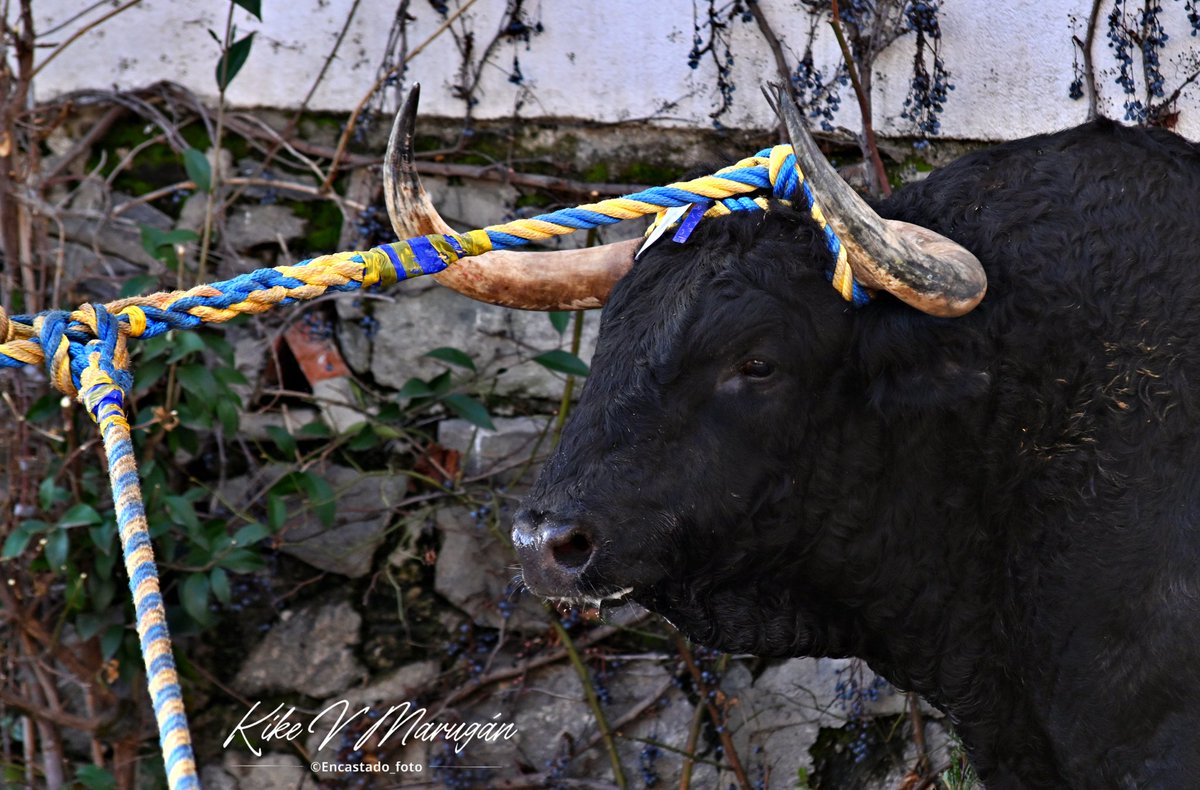 Sembrador de <a href="/LosSamueles/">SamuelFloresToros</a> por Yuncos.