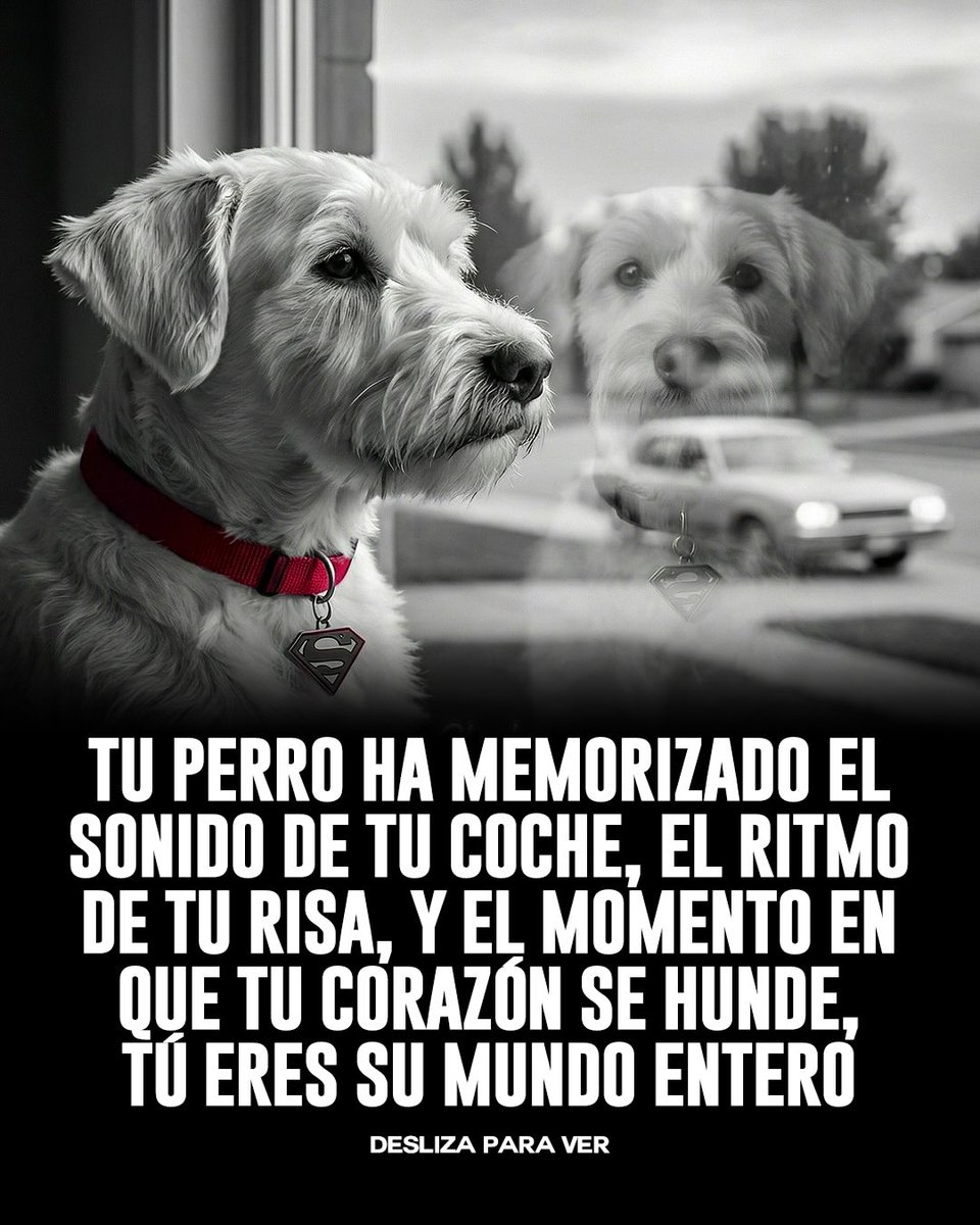 Thomas Lizana tweet media