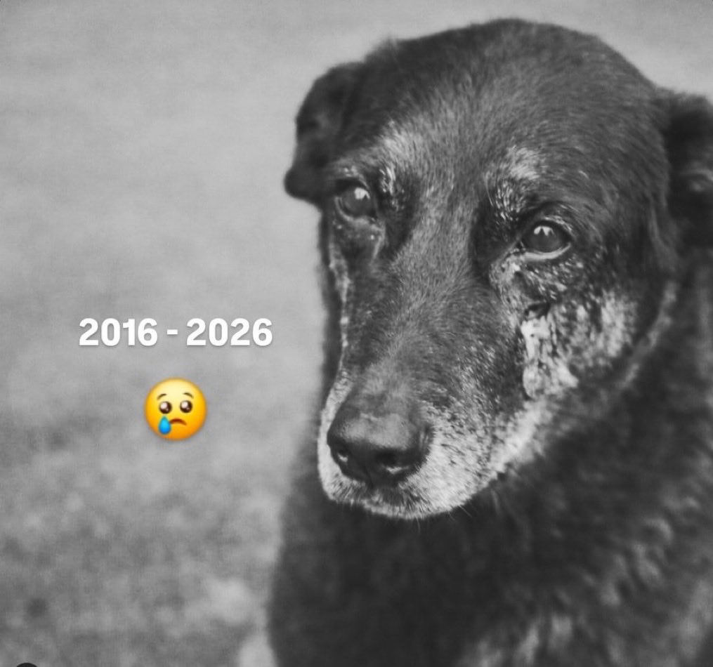 Ainda estou aqui.
Subam a #JustiçaPorOrelha