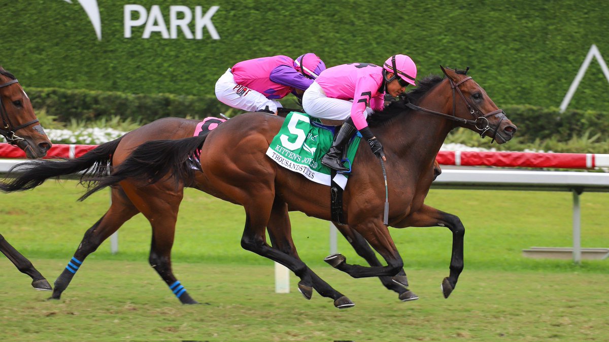 GulfstreamPark's tweet photo. Thousandsticks scores in the Kitten’s Joy Stakes, with @_MGutierrez_ aboard for trainer @BLynchRacing. Owned by Silverton Hill and bred by Jack Swain III. #GulfstreamPark #ChampionshipMeet https://t.co/QklnjwWRRo