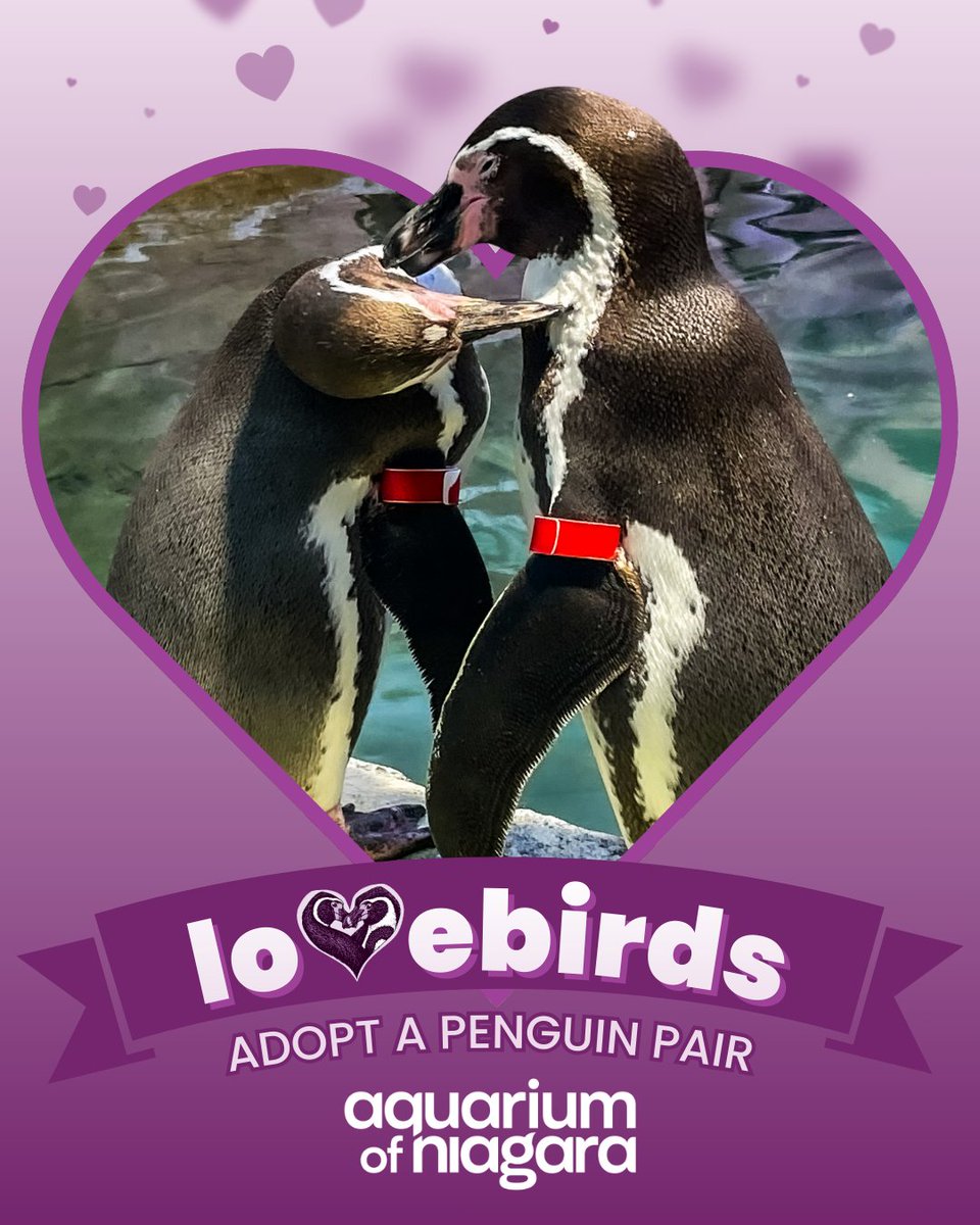 Aquarium of Niagara tweet media