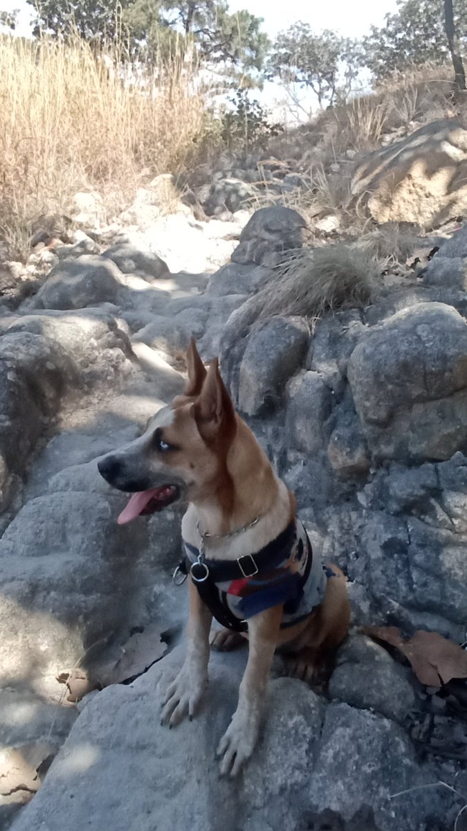 Glock Tiberius Maximo Décimo Meridio comandante de la séptima legión... En busca de perras