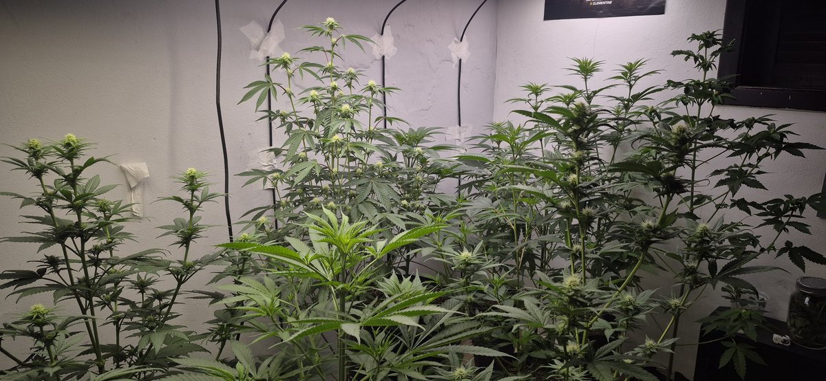 Legalize o Cultivo Caseiro 💚💚💚💚