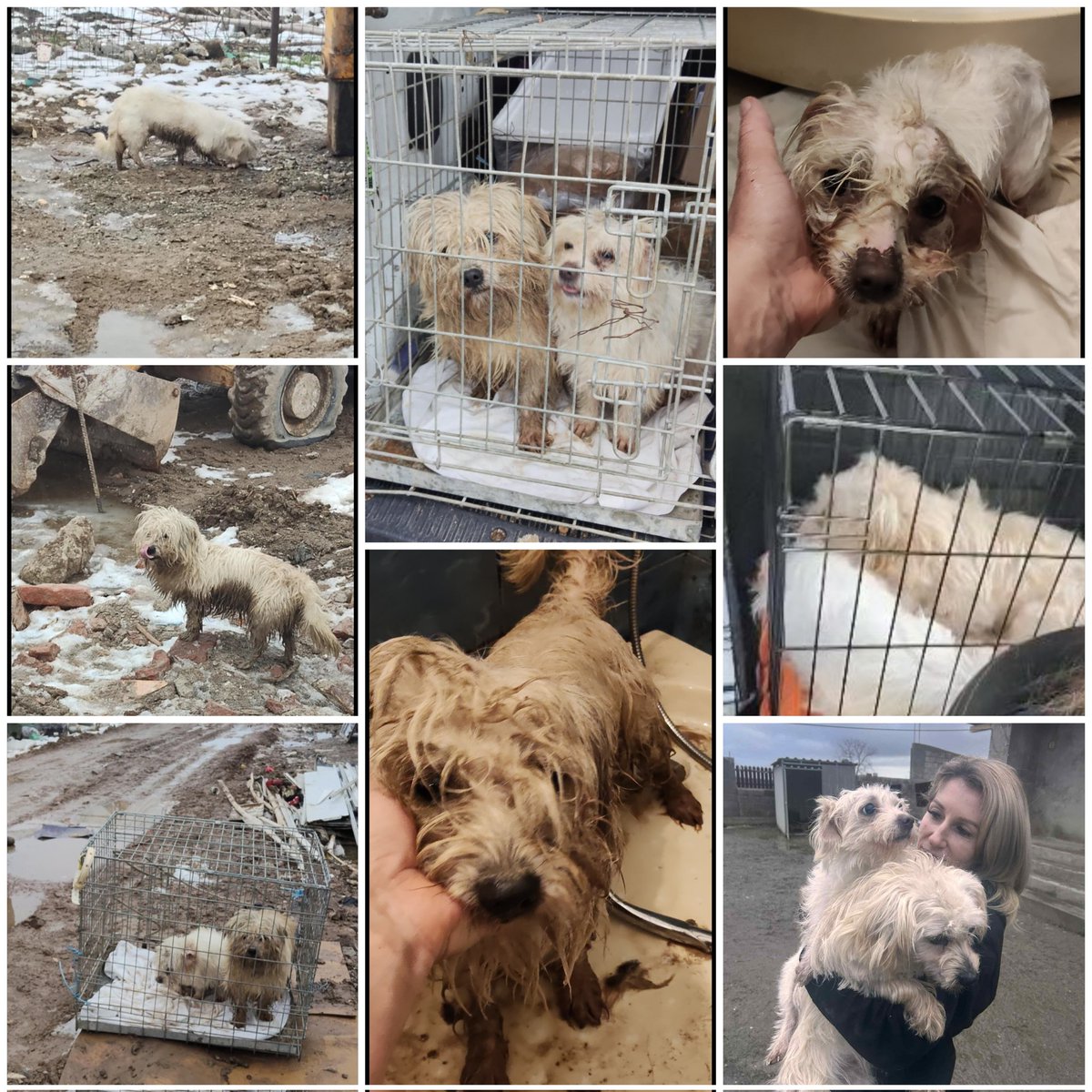 One week. Eight photos. A lifetime changed because people chose to care.

Abandoned outside Bucharest, frightened and alone, these girls were given a second chance when Valentina rescued them and opened her home and her heart. She bathed them, held them, and cared for them when