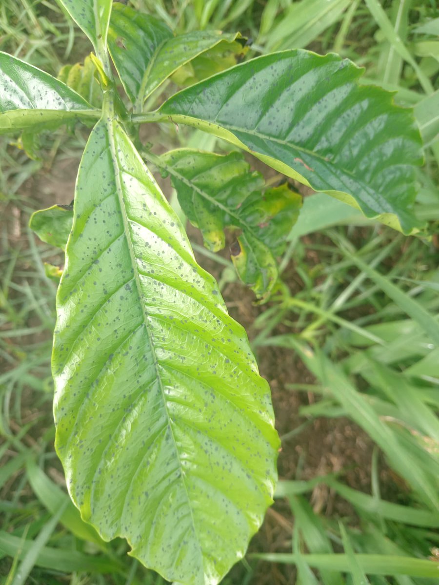 ¿Que «no hay afectaciones» en Esmeraldas por el incendio en la Refinería? 

La lluvia tóxica que ha caído sobre Esmeraldas ha contaminado a recintos y zonas de cultivo no solo del cantón, sino de toda la provincia. Estas son las pruebas.

Las comunidades están viviendo los