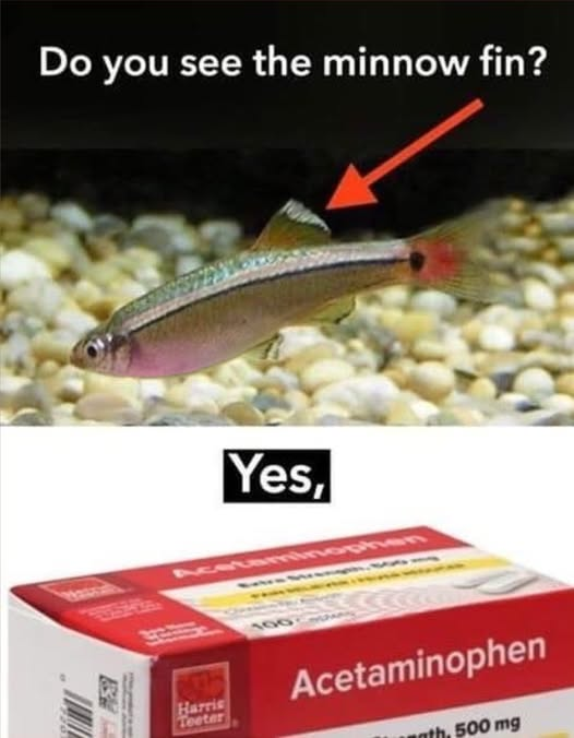 Hillbilly Highlander tweet media