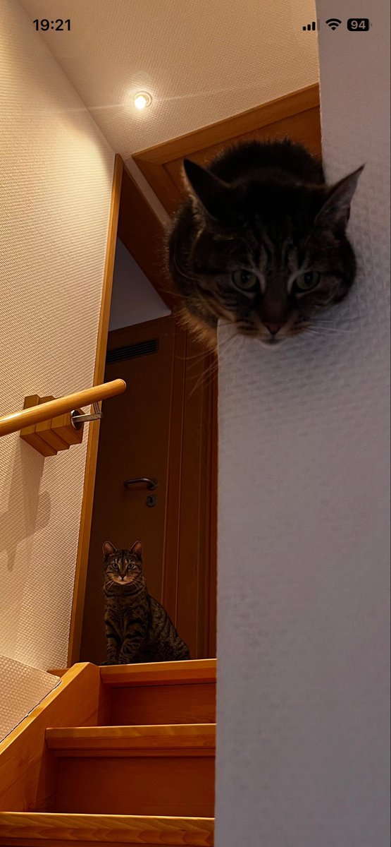 Zwei #nordstadtkatzen  -Pünktchen und Knöpfchen (ehemals Tripoline und Sunni) wünschen ein schönes Wochenende 
😻😻