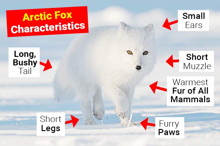 Daily Arctic Fox tweet media