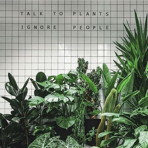 В который раз убеждаюсь в том, что лучше разговаривать с цветами, чем с людьми.