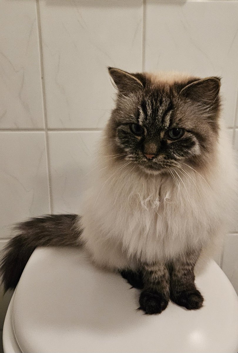 thehairycats's tweet photo. Humans have such a complicated way of washing themselves. Just use drool! #EveryStepYouTake #EveryMoveYouMake #IllBeWatchingYou πΆ https://t.co/de6qPEBRKX