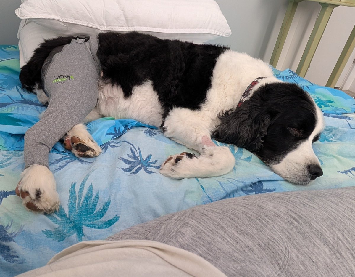 Nikki heard the black dog live ❤️‍🔥 tweet media