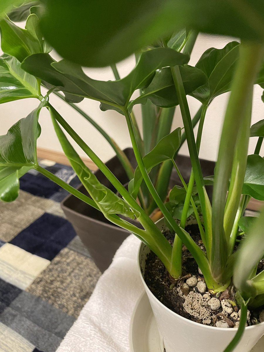 フラワー🧚🏻‍♀️ (@kIXzMvXyYre1Dp6) / Posts / X