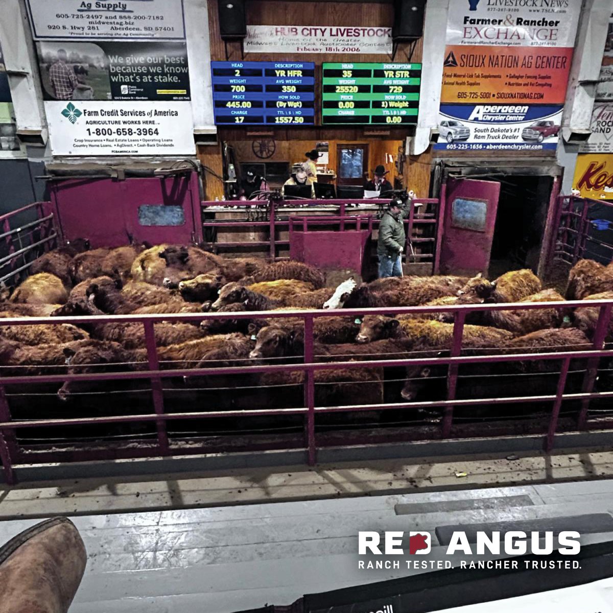 Red Angus America tweet media