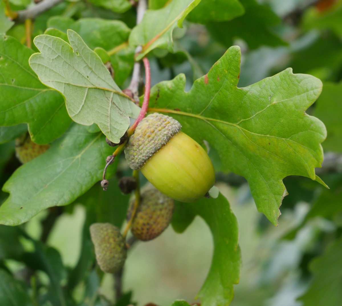 Ireland's Trees & Mythology tweet media