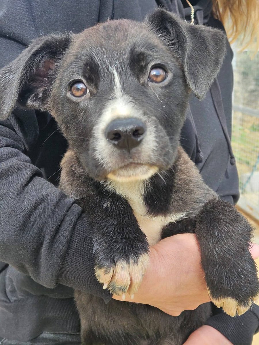 Ricevo, Carini (Pa)Aiutateci a trovare una famiglia a questa cucciola nera che nessuno vuole,è rimasta sola e ultima nel box ,purtroppo. MARGOT
si sente persa senza i suoi fratellini e la notte i box sono freddi! 3 mesifutura tg media. Arriva ovunque
Per info  whats 
329 029 7636