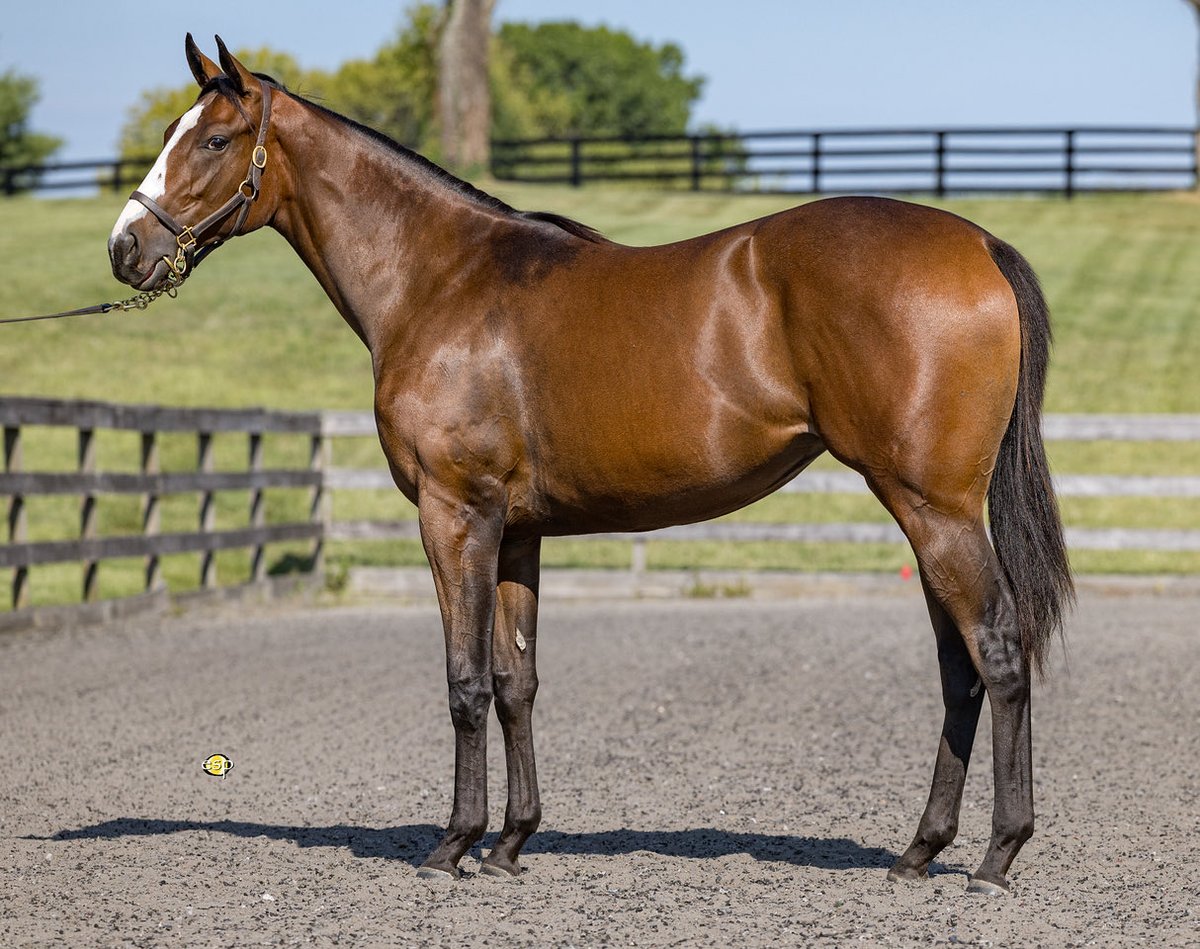 Buckland Sales 🐎 🏆 tweet media