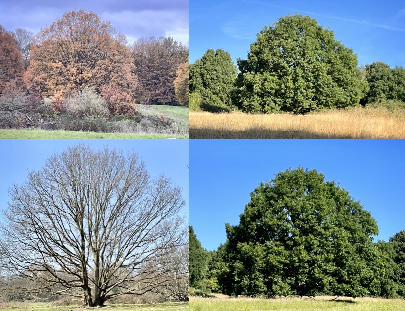 Mrs Martha Dent 🧄 tweet media