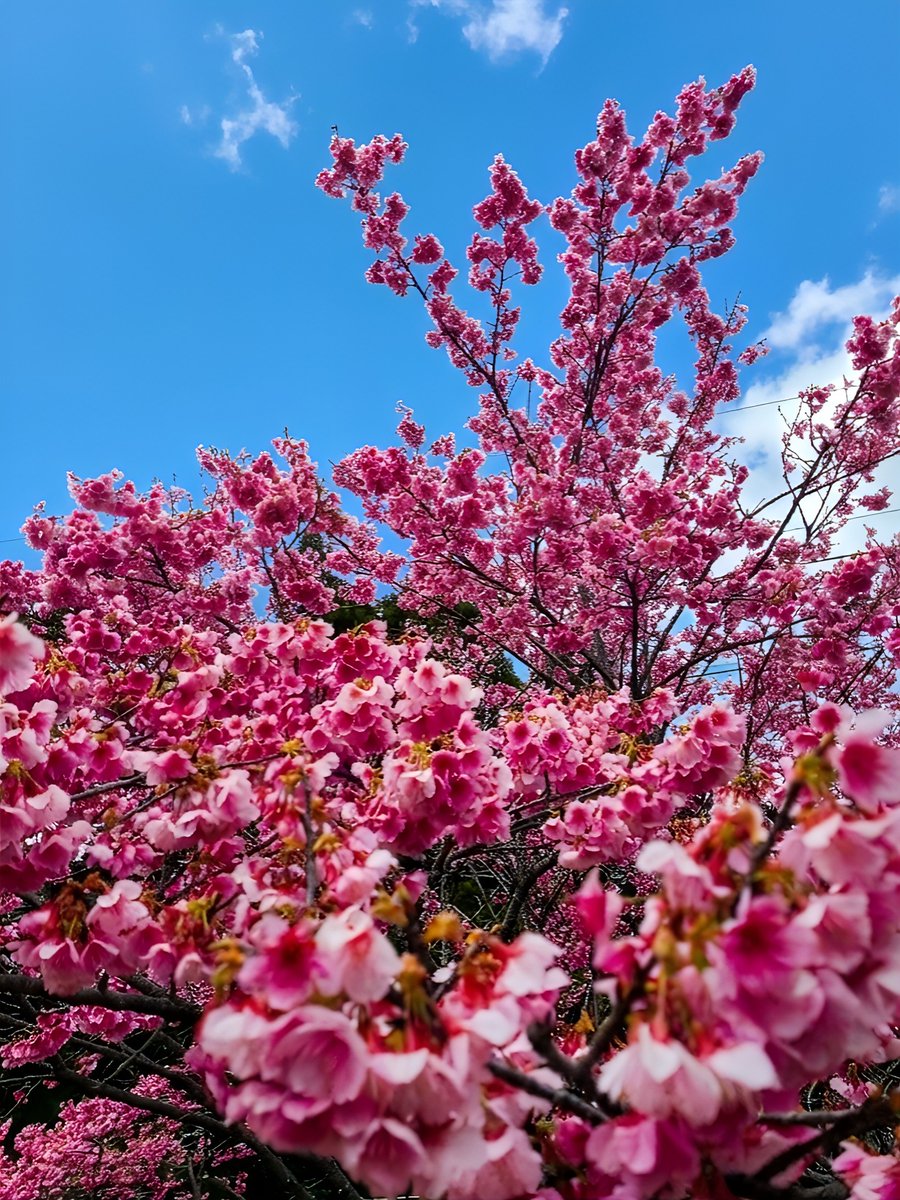 Flowers Community on X - 139.5K Members