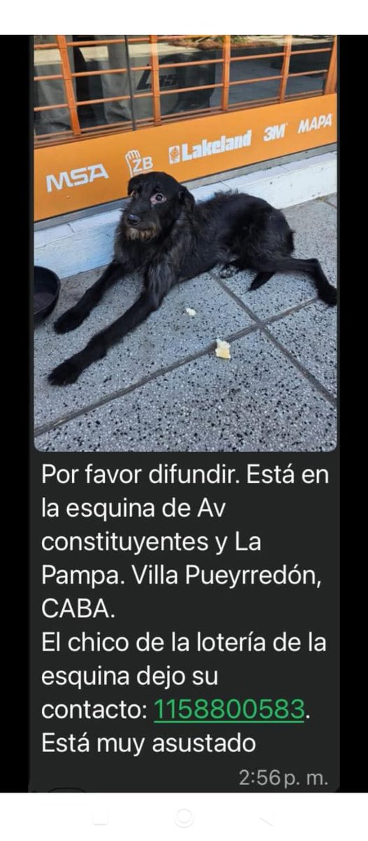 ESTE PERRITO NEGRO APARECIÓ MUY ASUSTADO EN VILLA PUEYRREDON, CALLE PAMPA Y CONSTITUYENTES #CABA 💔
Si lo reconoces, o es tuyo LLAMÁ AL 📱1158800583 
RTXFA para encontrar a su familia