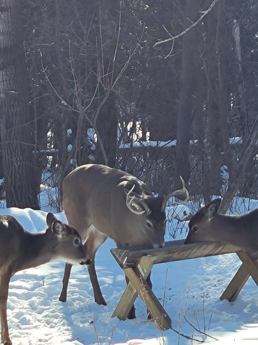 The Future Looks Bleat 🔜 FWA tweet media