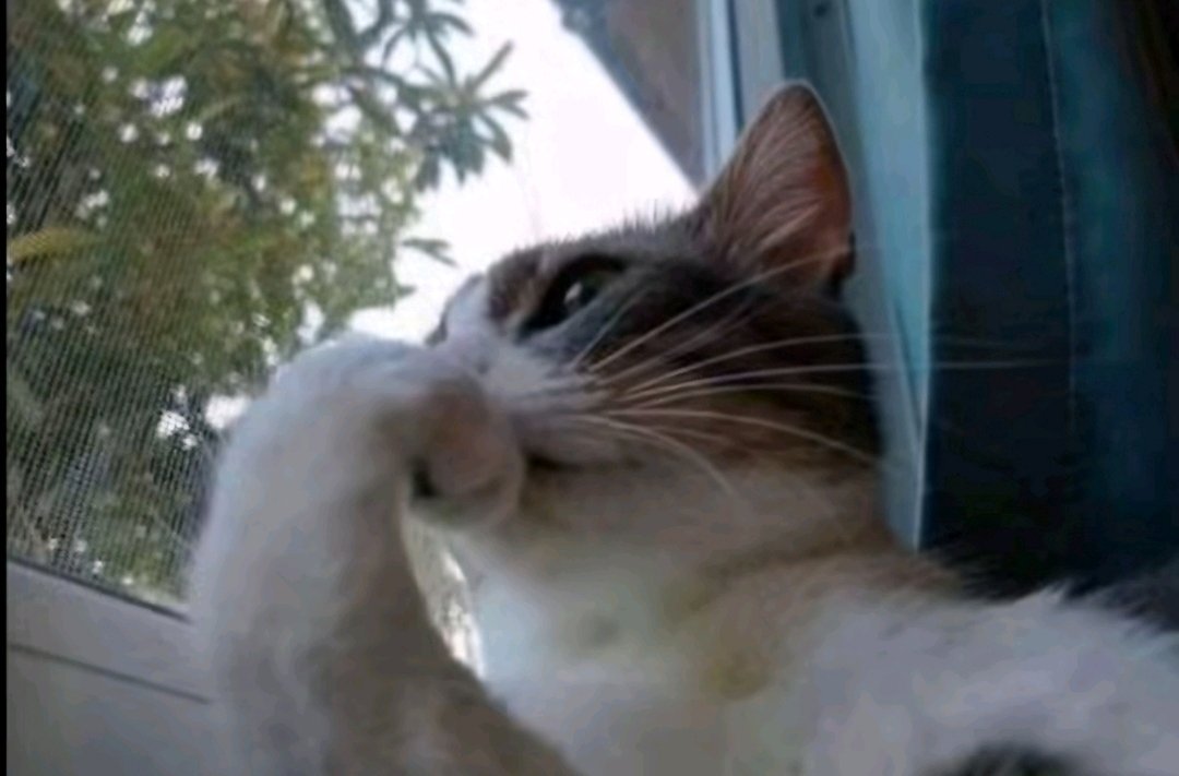cwllbt's tweet photo. seraq o cellbit um dia volta a ser streamer https://t.co/N42WGbvdLM