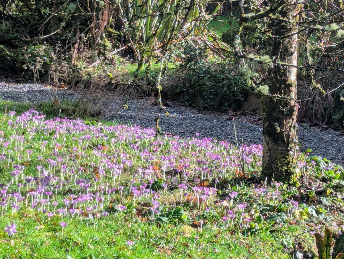Wonderful to see some small signs of Spring on my jaunt around the lanes today, even the sun showed it's face
