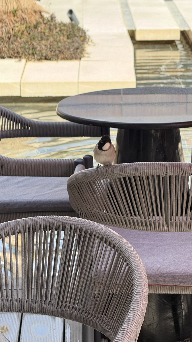 حورية tweet media