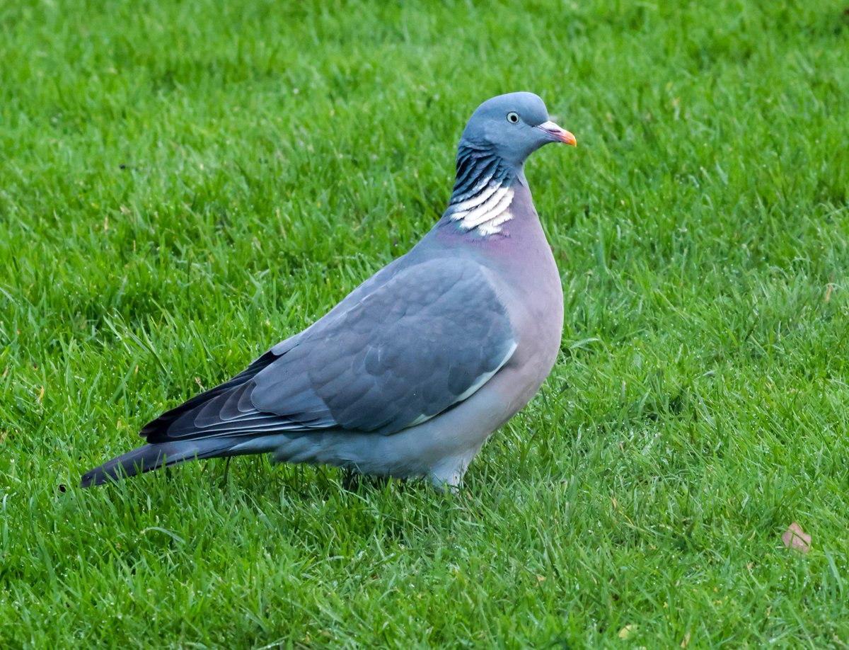 Meath Birder tweet media