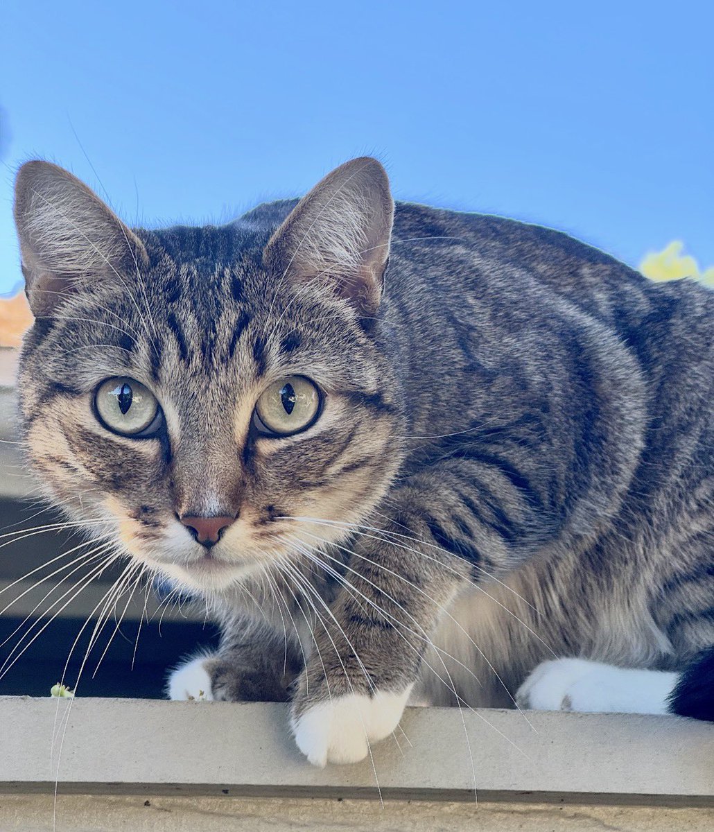 J P Fanton tweet media