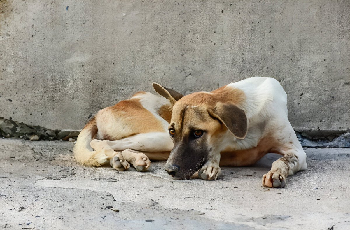 Adoptar un perro sin hogar es una de las maneras más directas y efectivas de salvar una vida.