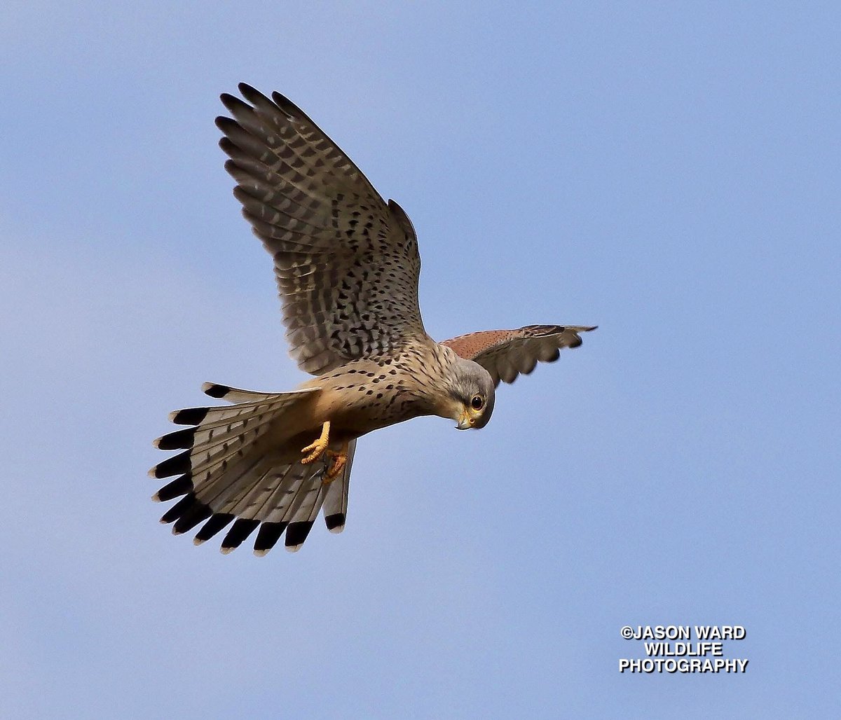 Jay Ward Wildlife Photography tweet media