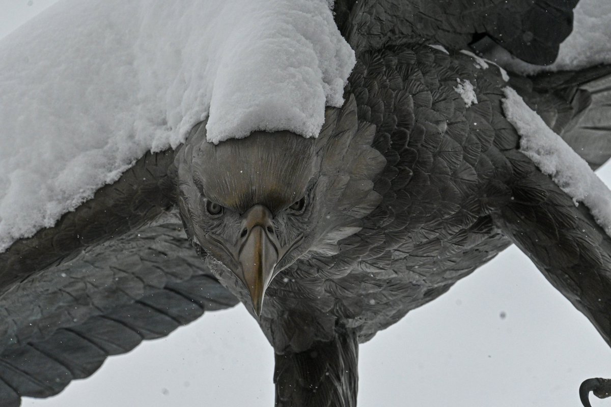 Carson-Newman Athletics tweet media