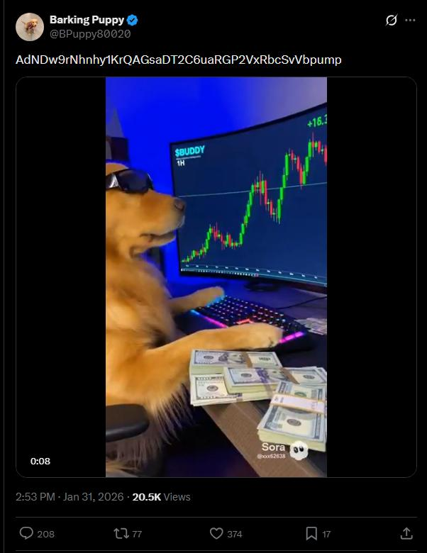 Gorilla tweet media